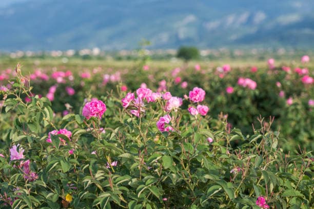 تصویر 3 از گل محمدی اصیل ایرانی الهام‌ بخش عطر سازان حرفه‌ ای جهان